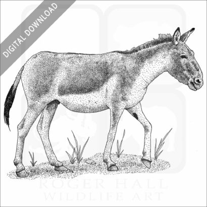 Kiang or Wild Ass