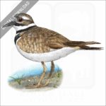 Killdeer stock image