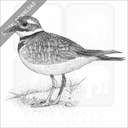 Killdeer