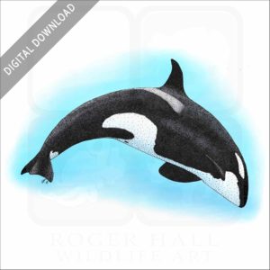 Killer Whale or Orca stock image