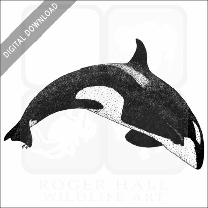 Killer Whale or Orca
