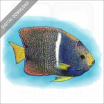 King Angelfish stock image