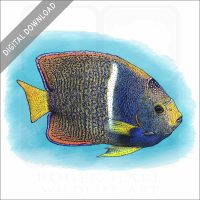 King Angelfish stock image