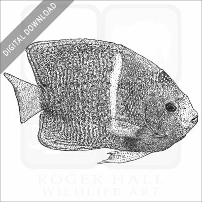 King Angelfish