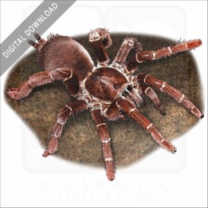 King Baboon Tarantula stock image