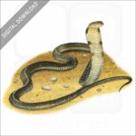 King Cobra stock image