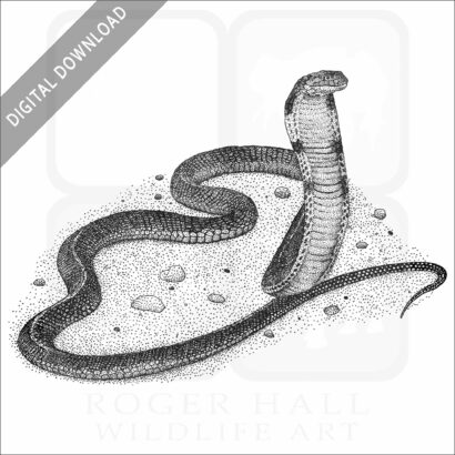 King Cobra