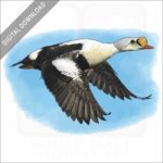 King Eider Duck stock image