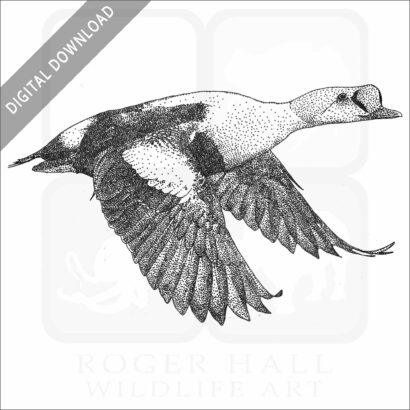 King Eider Duck