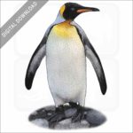 King Penguin stock image