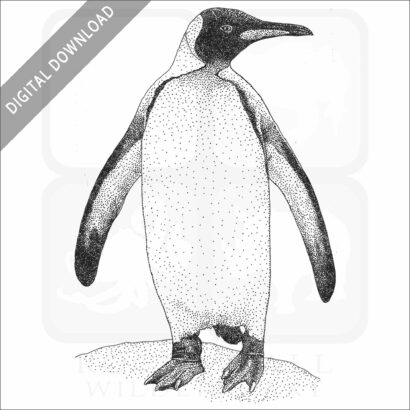 King Penguin