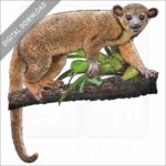 Kinkajou stock image