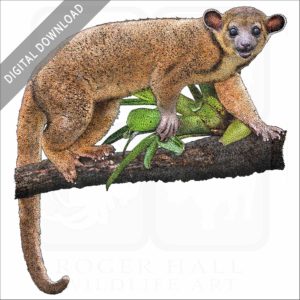 Kinkajou stock image