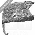Kinkajou