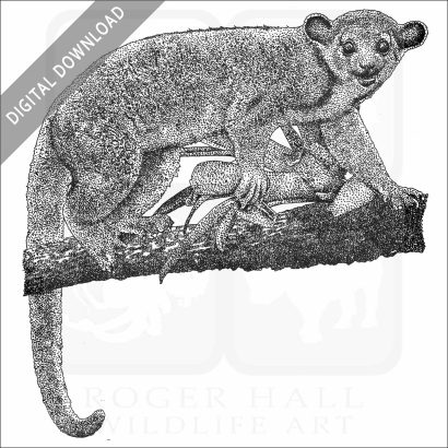 Kinkajou