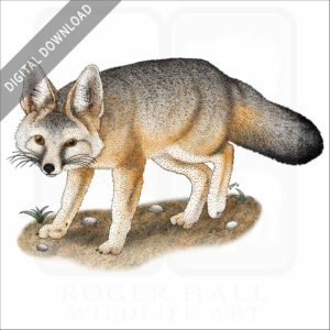 Kit Fox stock image