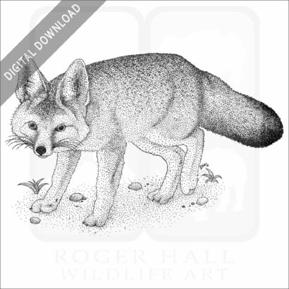 Kit Fox