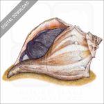 Knobbed Whelk stock image
