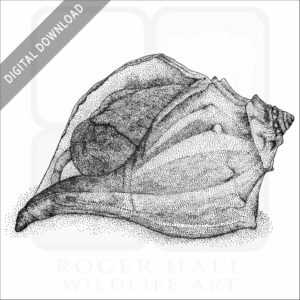 Knobbed Whelk