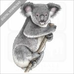 Koala stock image
