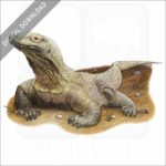 Komodo Dragon stock image