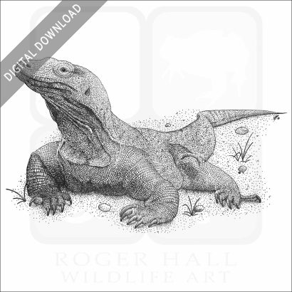 Komodo Dragon