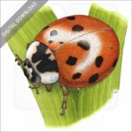 Asian Lady Bug Beetle stock image