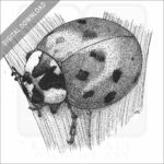 Asian Lady Bug Beetle