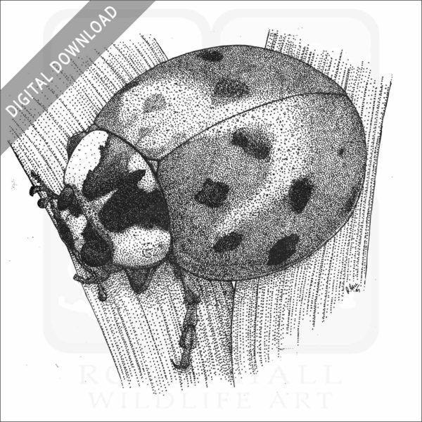 Asian Lady Bug Beetle