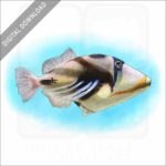 Lagoon Triggerfish stock image