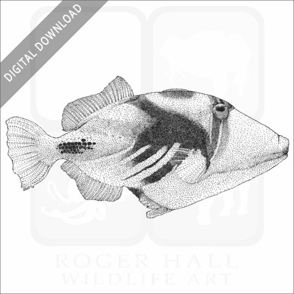 Lagoon Triggerfish