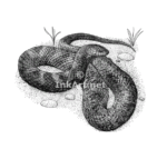 Stock Art Drawing of a Lake Erie Water Snake - Image 2