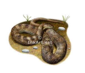 Stock Art Drawing of a Lake Erie Water Snake