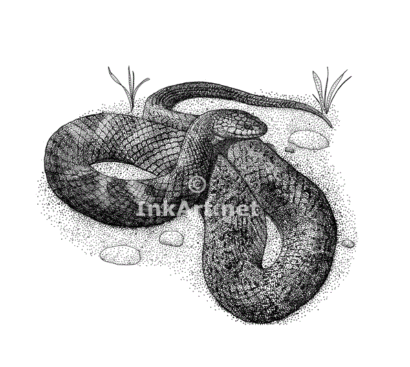 Stock Art Drawing of a Lake Erie Water Snake - Image 2