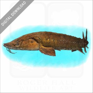 Lake or Rock Sturgeon stock image
