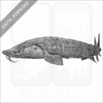 Lake or Rock Sturgeon