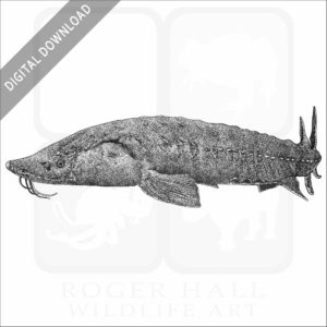 Lake or Rock Sturgeon