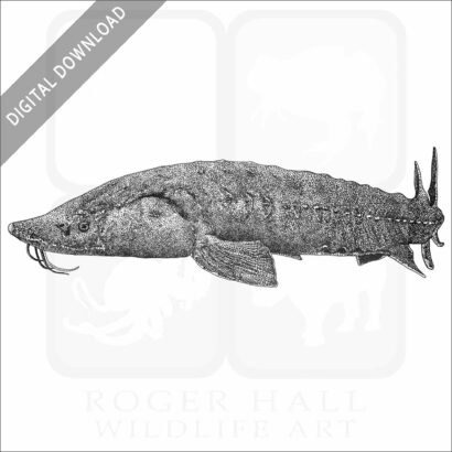 Lake or Rock Sturgeon