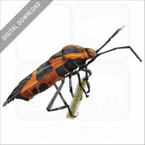 Large Milkweed Bug stock image