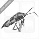 Large Milkweed Bug