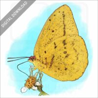 Large Orange Sulphur Butterfly stock image