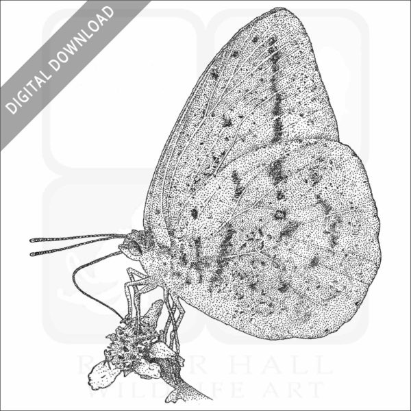 Large Orange Sulphur Butterfly