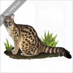 Cape Genet stock image