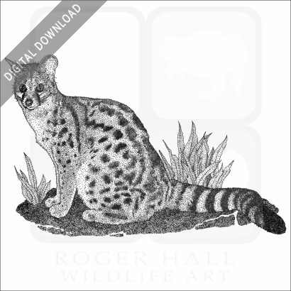 Cape Genet