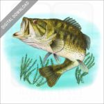 Largemouth Bass stock image