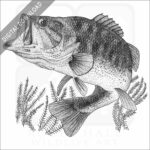 Largemouth Bass
