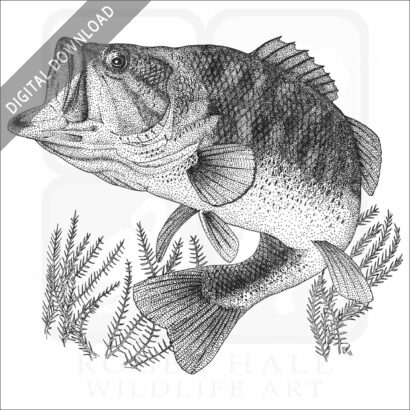 Largemouth Bass