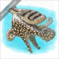 Larger Pacific Striped Octopus stock image