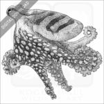 Larger Pacific Striped Octopus