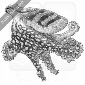 Larger Pacific Striped Octopus